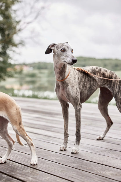 Laisse pour chien OYOY Robin - M/L