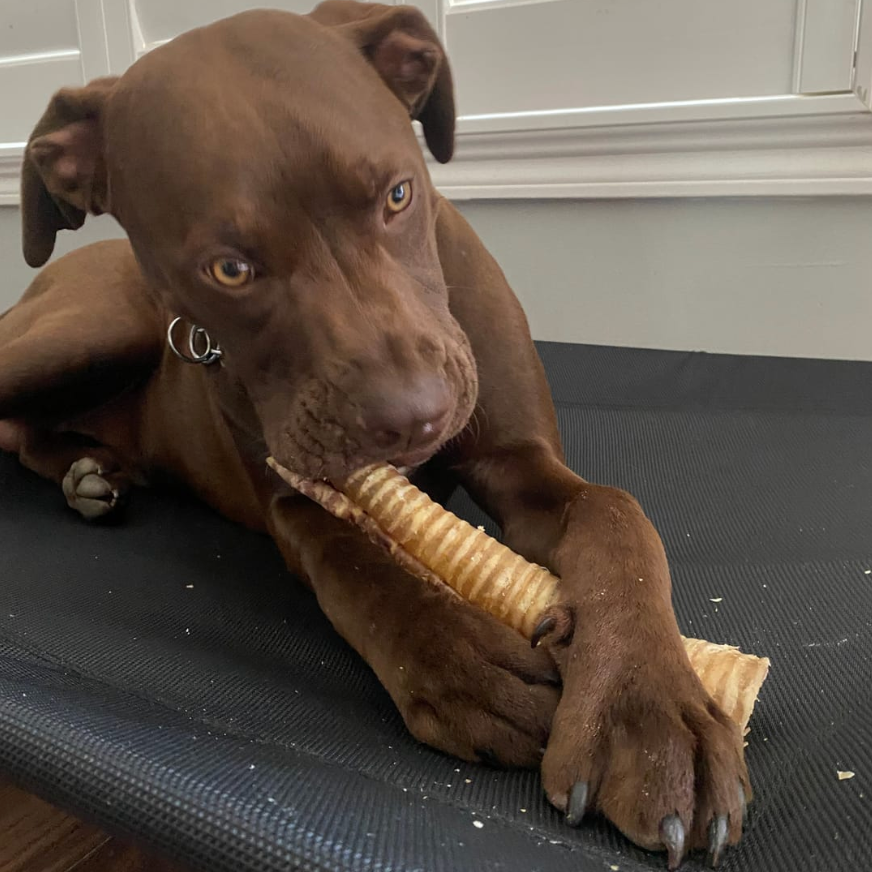Bully Bunches 12 Inch Beef Trachea