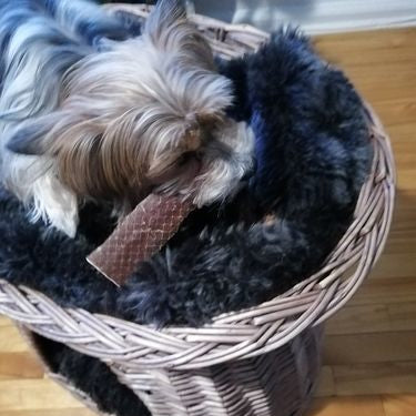 Bully Bunches 6 Inch Beef Jerky Strip