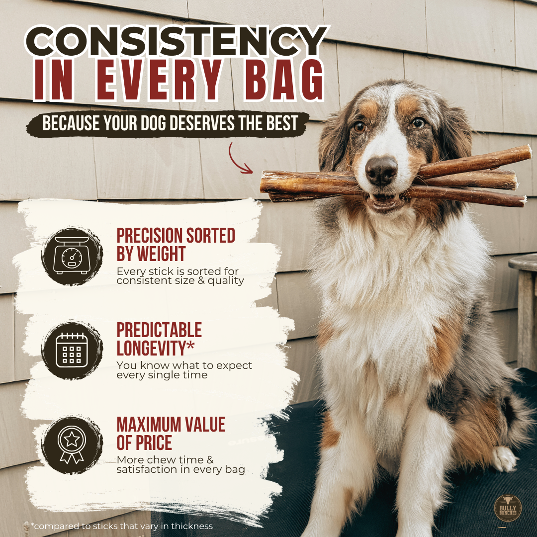 Bully Bunches 6 Inch Jumbo Bully Stick