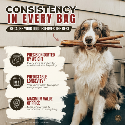 Bully Bunches 12 Inch Standard Bully Stick