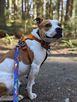 Woof & Stuff Midnight Sun Leash