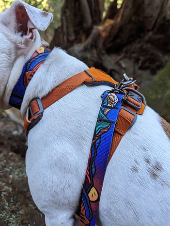 Woof & Stuff Midnight Sun Collar