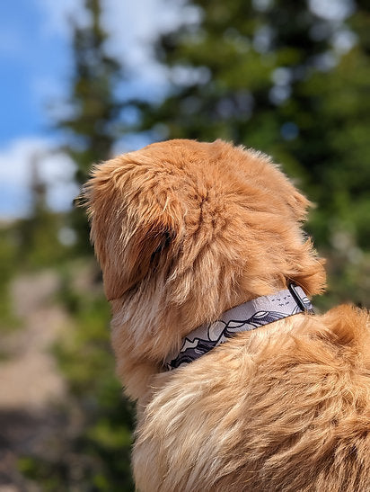 Woof & Stuff Moonlight Collar