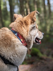 Woof & Stuff Sunrise Peaks Collar