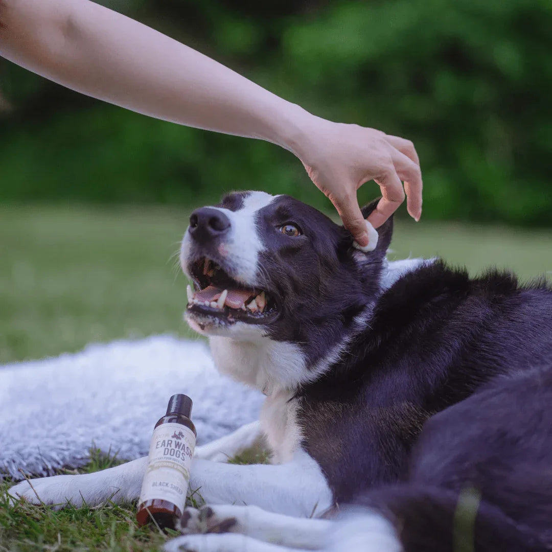 Nettoyant naturel pour oreilles de chien – Romarin & Niaouli