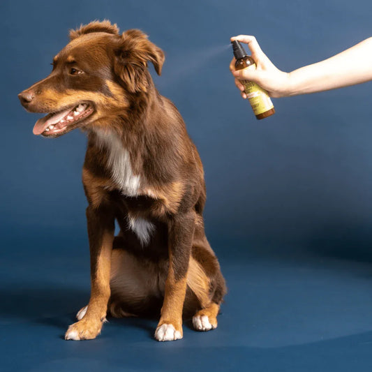 Spray Anti-Démangeaisons pour Chiens – Soulagement Doux et Naturel