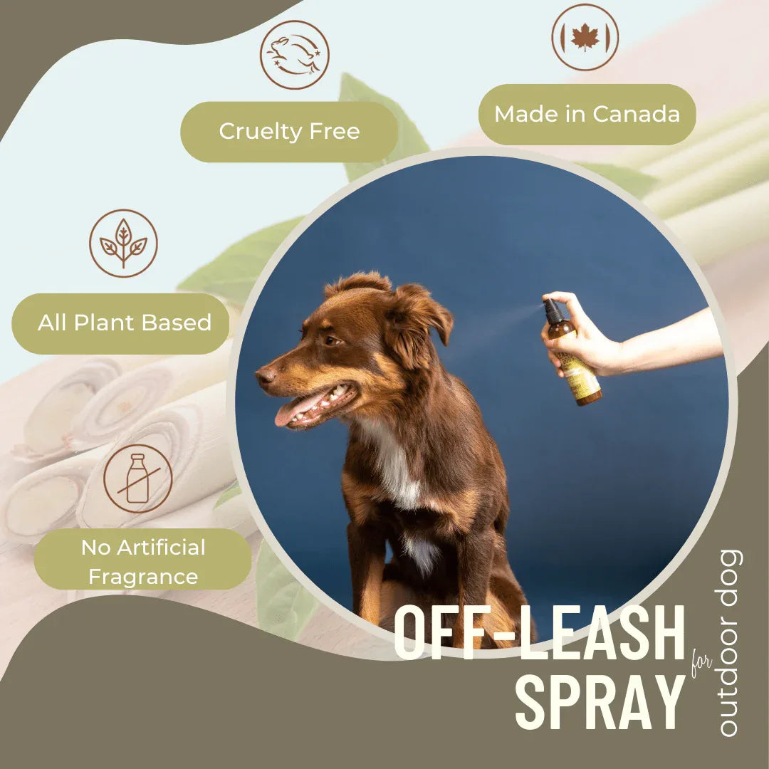 Spray Anti-Démangeaisons pour Chiens – Soulagement Doux et Naturel