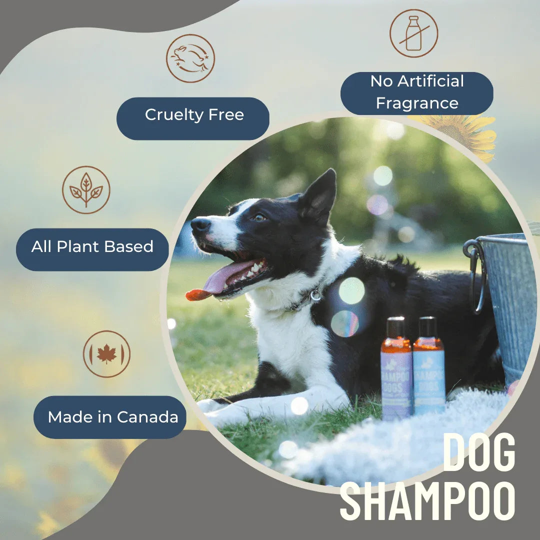 Shampoing naturel pour chien – Citronnelle et menthe