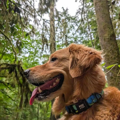 Woof & Stuff West Coast Collar